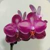 Phal. Sogo Relex 1661